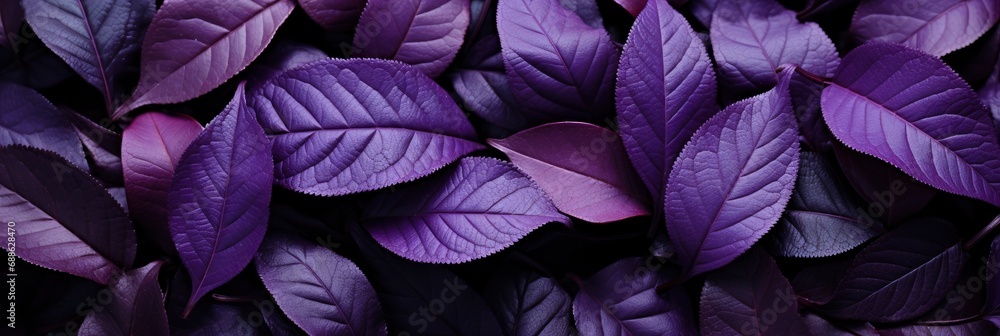 Dark Purple Leaves , Banner Image For Website, Background, Desktop Wallpaper