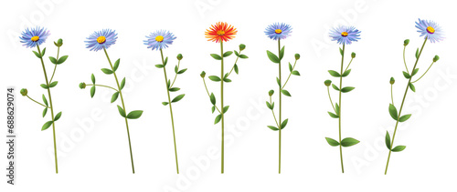 Horizontal panoramic set blue, orange chamomile, daisy flowers also known as California aster or Symphyotrichum chilense. Realistic botanical illustration, white background on watercolor style, vector