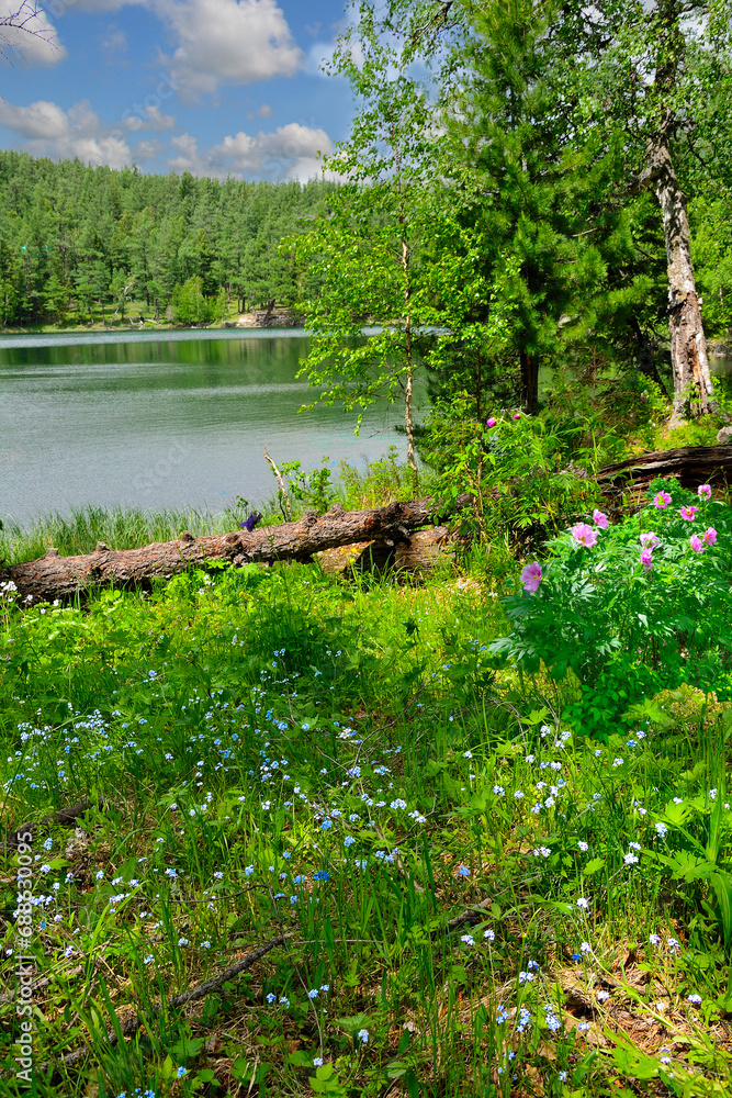 Blossoming glade on the bank of mountain lake