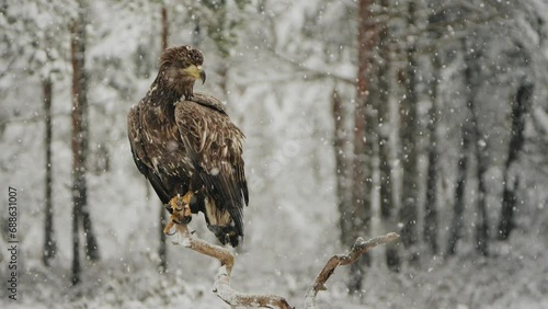 The White Tailed Eagle (Haliaeetus Albicilla) In Beautiful Winter Snowfall photo