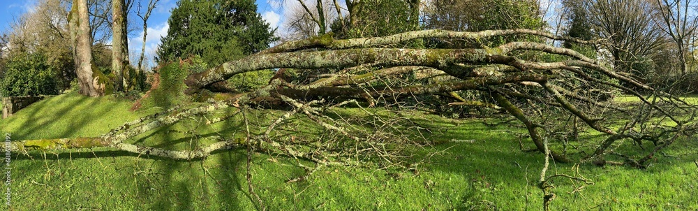 Arbres à terre en novembre 2023 à Barré-Nevez Finistère Cornouaille Bretagne France Arbres à terre en novembre 2023 à Barré-Nevez Finistère Cornouaille Bretagne France