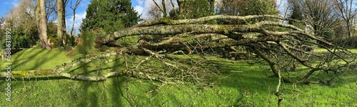 Arbres à terre en novembre 2023 à Barré-Nevez Finistère Cornouaille Bretagne France 