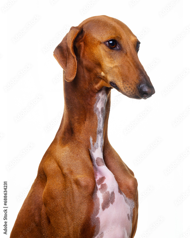 Azawakh, African dog, African hound, portrait, on a white background, isolate