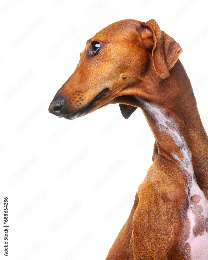 Azawakh, African dog, African hound, portrait, on a white background, isolate