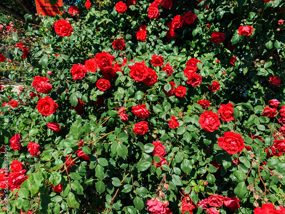 red rose bushes on the street nature flowers