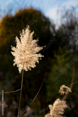 Beautiful reed flowers sway in the wind