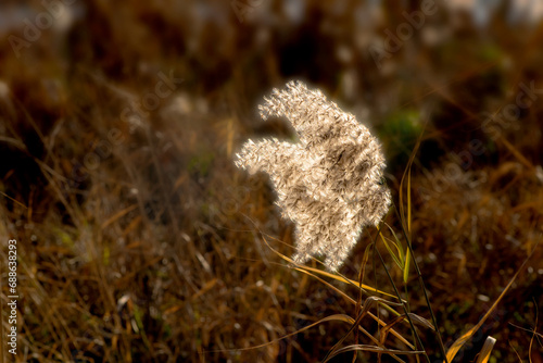 Beautiful reed flowers sway in the wind