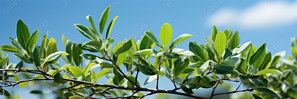 Against Blue Sky Branches Tree Green , Banner Image For Website, Background, Desktop Wallpaper