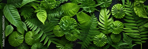 Aquatic Abstract View Fern Plant Pattern , Banner Image For Website, Background, Desktop Wallpaper