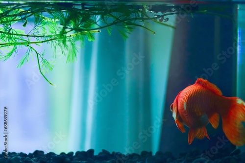 水槽の中の金魚の後ろ姿