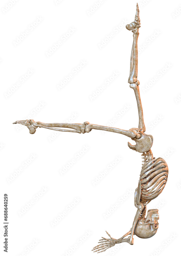 Fototapeta premium 3D Rendering Human Skeleton on White