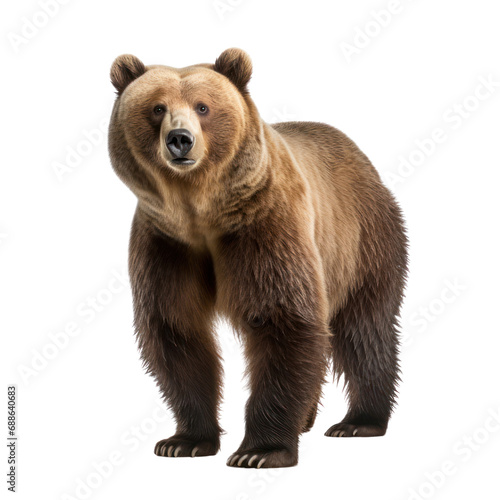 a grizzly bear isolated on transparent background or white background. © Gasidech