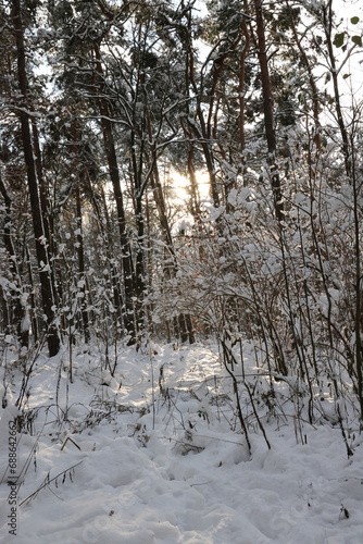 Zimowe krajobrazy. Las i staw podczas zimowych mrozów i słonecznych promieni.