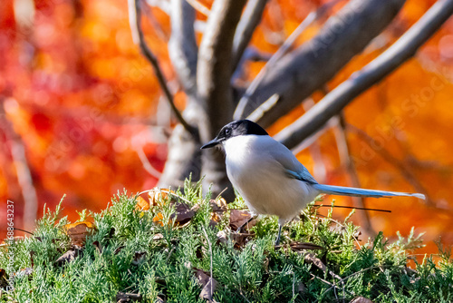 Azure-winged Magpie Bird Eats Berries Perched on Juniperus Phoenicea Evergreen Shrub Branches in Autumn photo