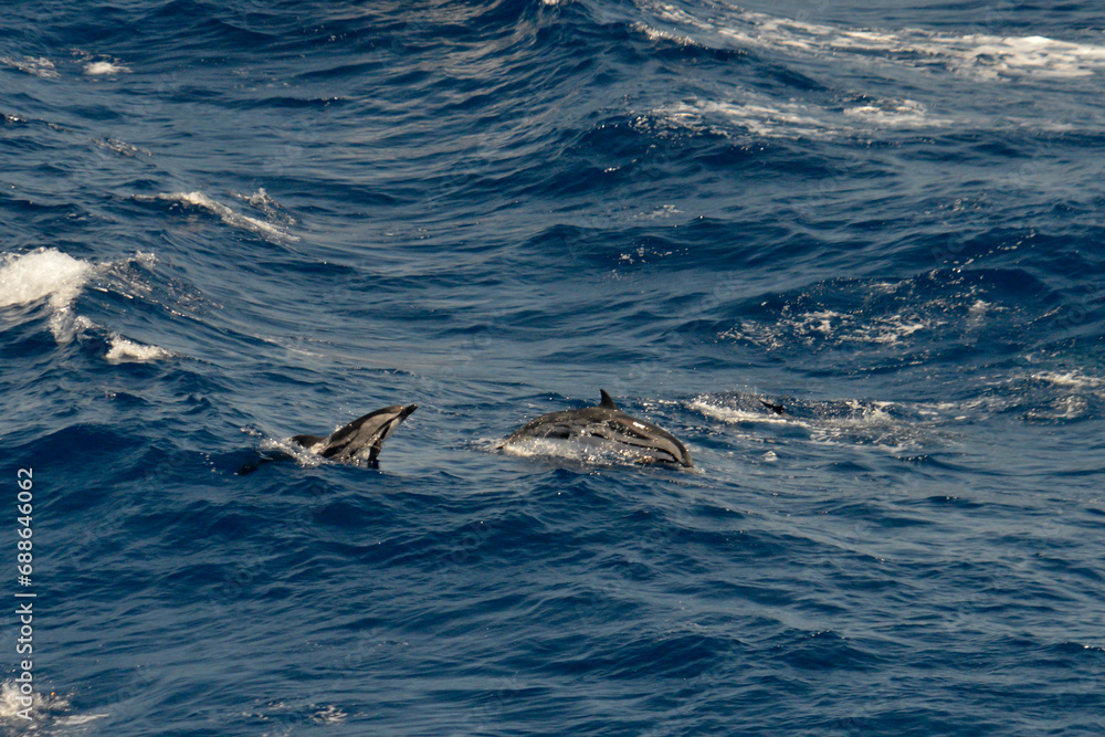 Fototapeta premium Stripped Dolphin pod surfacing in the ocean.