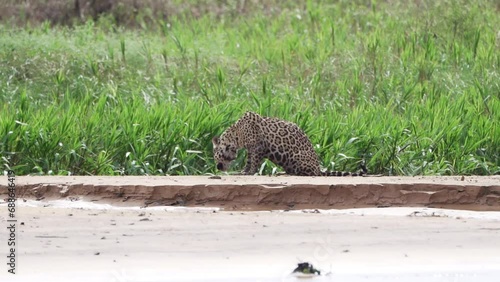 Jaguar, Panthera onca, a big solitary cat native to the Americas, hunting along the river banks of the Pantanl, the biggest swamp area of the world, near the Transpantaneira in Porto Jofre in Brazil. photo