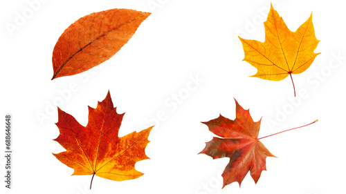 Autumn leaves. Transparent background. Resource in png.