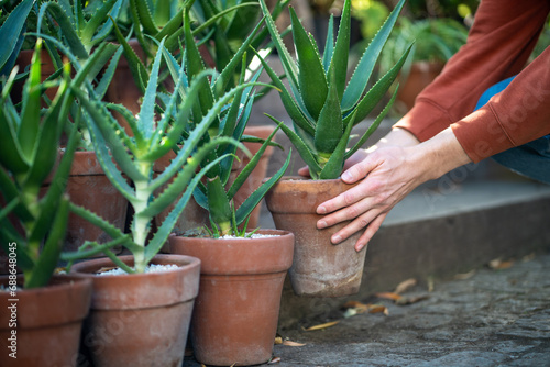 Hands holding terracotta pot with aloe vera plant. Evergreen succulent with antiseptic properties used in dermatology, cosmetics, skincare. Selection and purchase of houseplants in store, seed plot