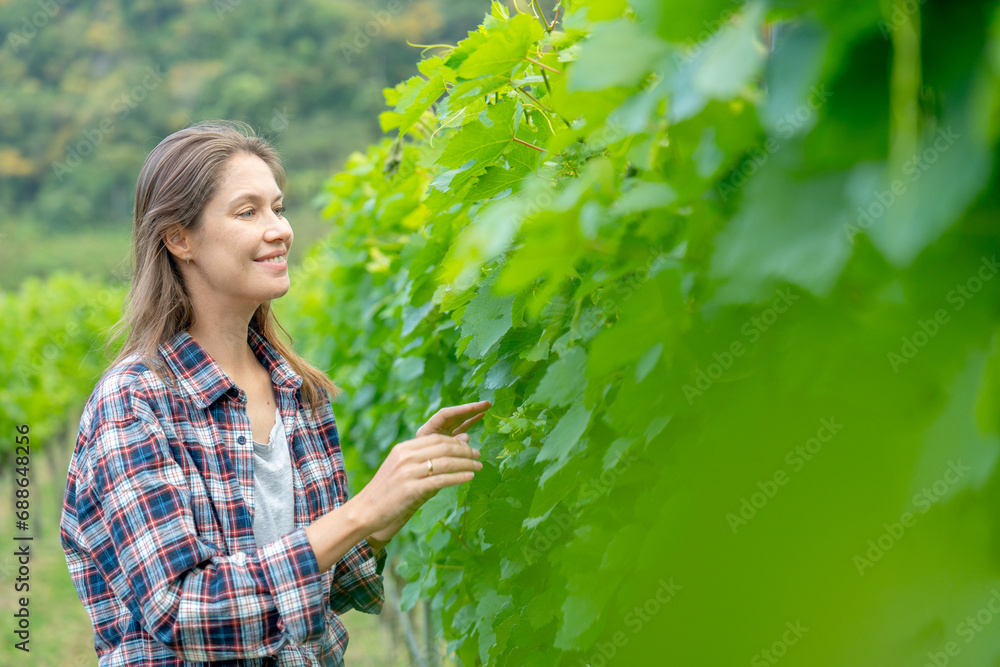 Pretty winery worker or farmer walk and check grape vine in the yard or field with day light and she look happy during working. Pretty winery worker or farmer walk and check grape vine in the yard or field with day light and she look happy during working.