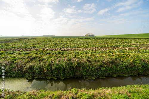 Agricultural fields in Noard-east Fryslan, the Netherlands