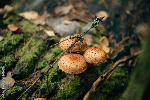 Edible honey mushrooms grow on an old stump.