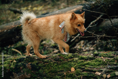 red fluffy hunting dog walks through the forest © Hanna