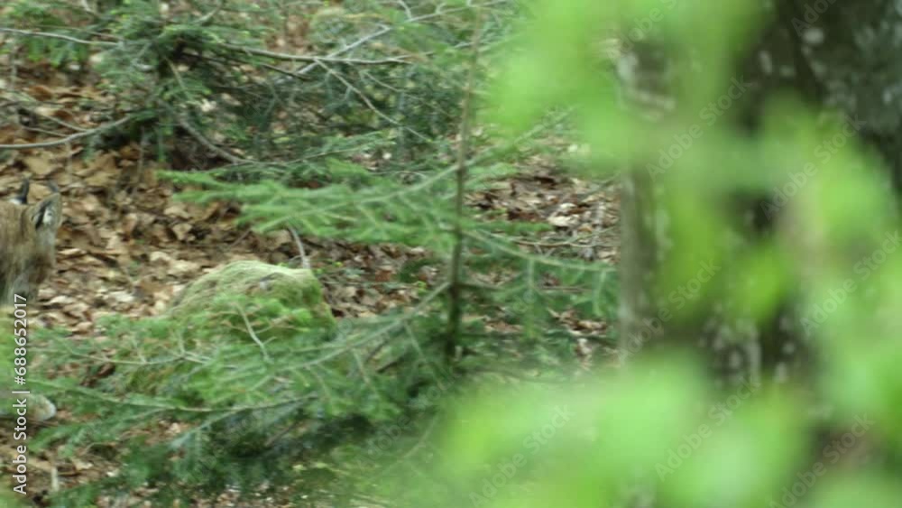 Lynx in a german forest Lynx in a german forest
