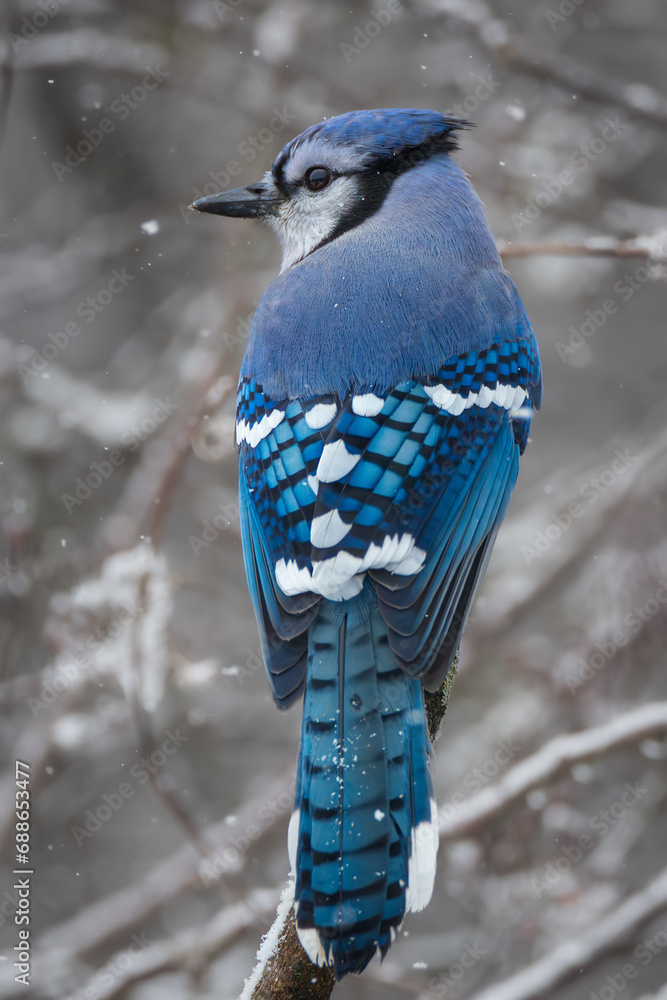 A male Blue Jay on a branch in winter