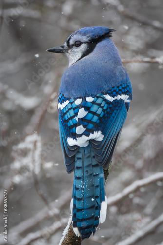 Obraz na płótnie A male Blue Jay on a branch in winter w salonie