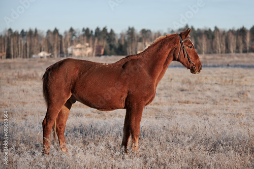Brown horse on a frosty morning in a field near a forest in a village