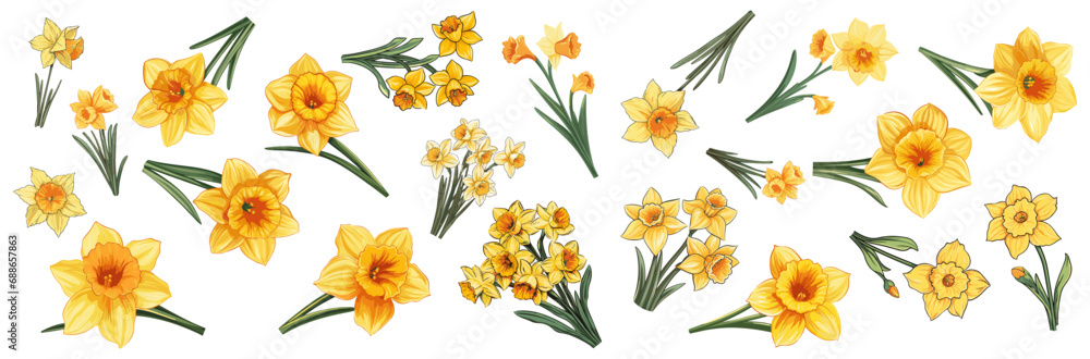 set of illustration of daffodil. spring flower bundle daffodils. isolated on a transparent background.