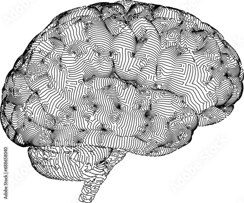 sketch of brain Brain Icon Designs Free Vector Human brain, conceptual Antique Illustration Of Human Body Anatomy Nervous Aging Brain Facts - Do You Get Monochrome Engraving Brain