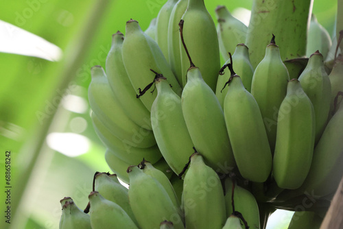 Closedup Group of Green Bananas freshness on tree photo