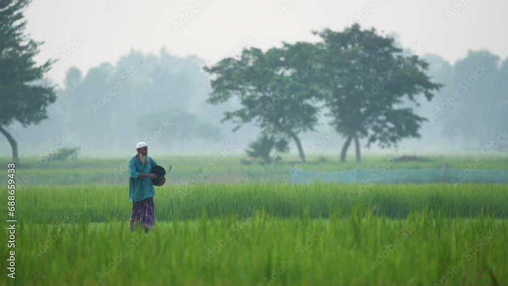 Farmer putting fertilizer in paddy field in a foggy winter morning. Nature, travel, and rural life. Biking, cycling, hiking, travel, vacation Farmer putting fertilizer in paddy field in a foggy winter morning. Nature, travel, and rural life. Biking, cycling, hiking, travel, vacation