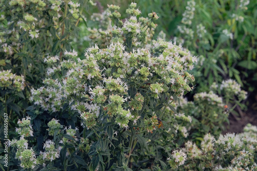 Pycnanthemum virginianum is growing in garden. Green bush in country garden. Cultivated for its romantic flowers. White plant. photo