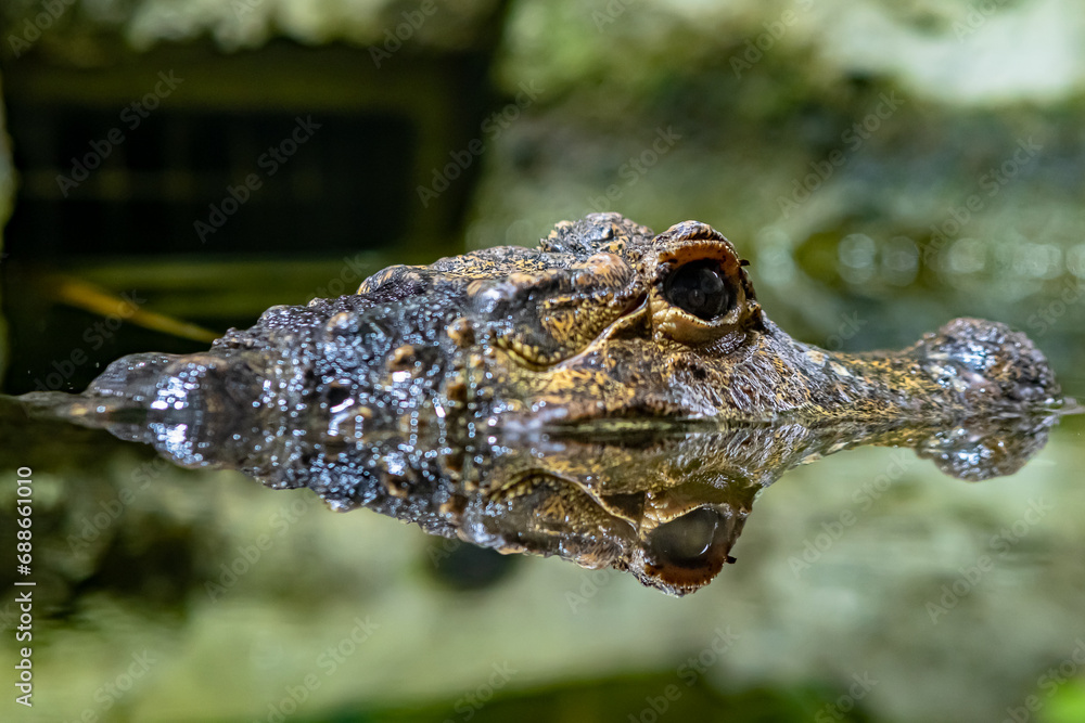 Crocodile nain à la Réserve africaine de sigean Crocodile nain à la Réserve africaine de sigean