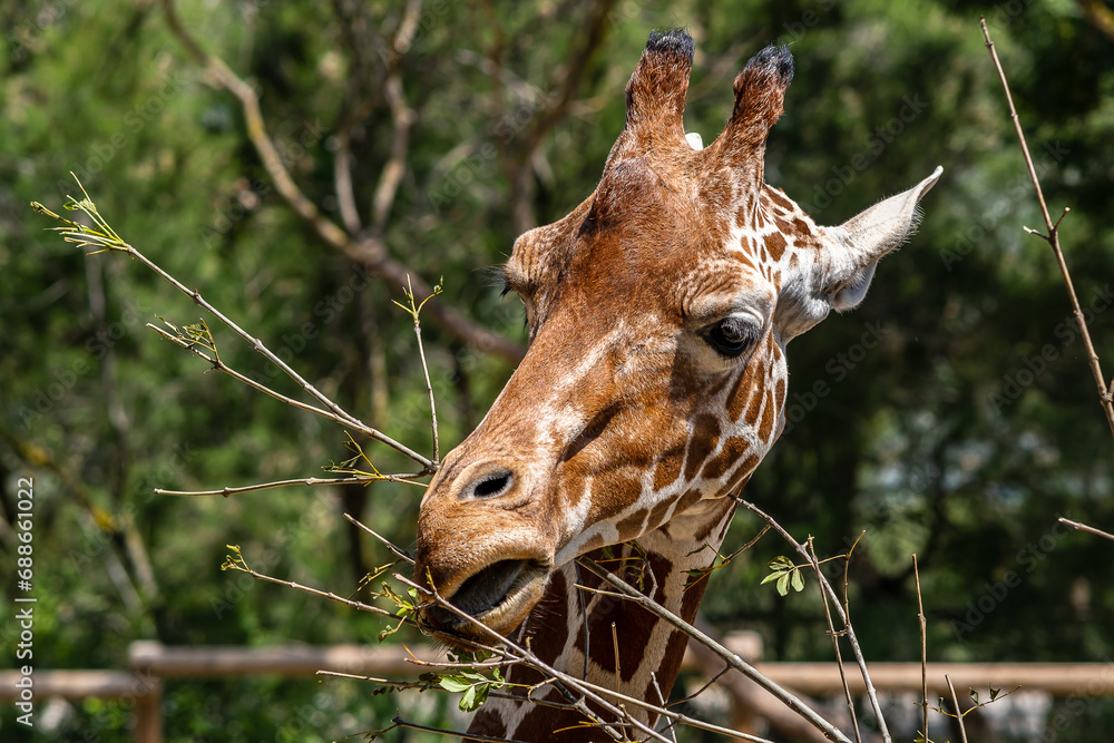 Girafe à la Réserve africaine de Sigea