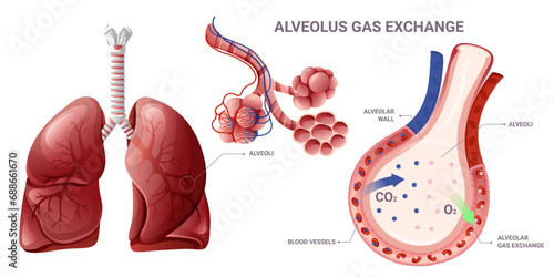 Alveolus gas exchange in lungs infographic. Alveoli and lungs structure. Medical vector illustration