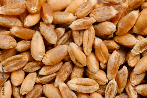 Background of wheat grains closeup, grain crop, cereals.