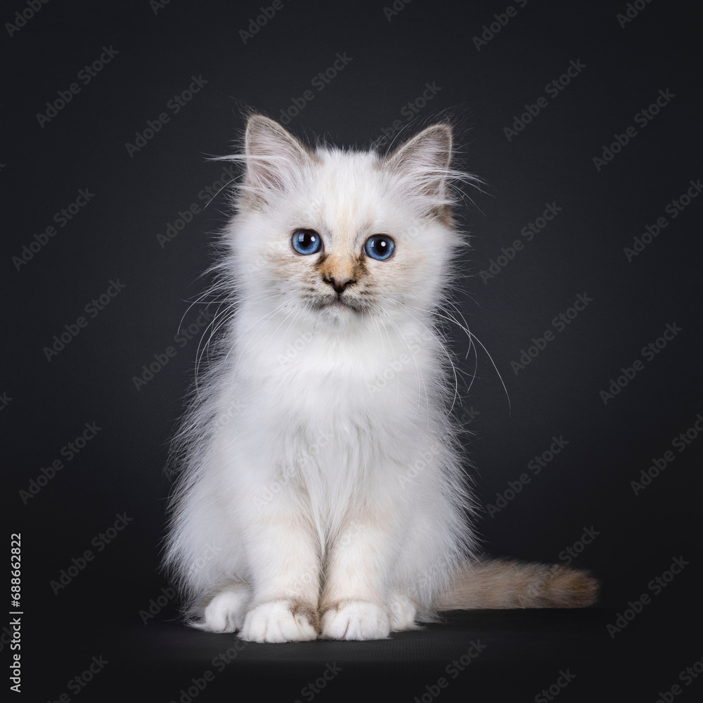Adorable tortie Sacred Birman cat kitten, sitting up facing front. Looking straight to camera with blue eyes. Isolated on a black background.