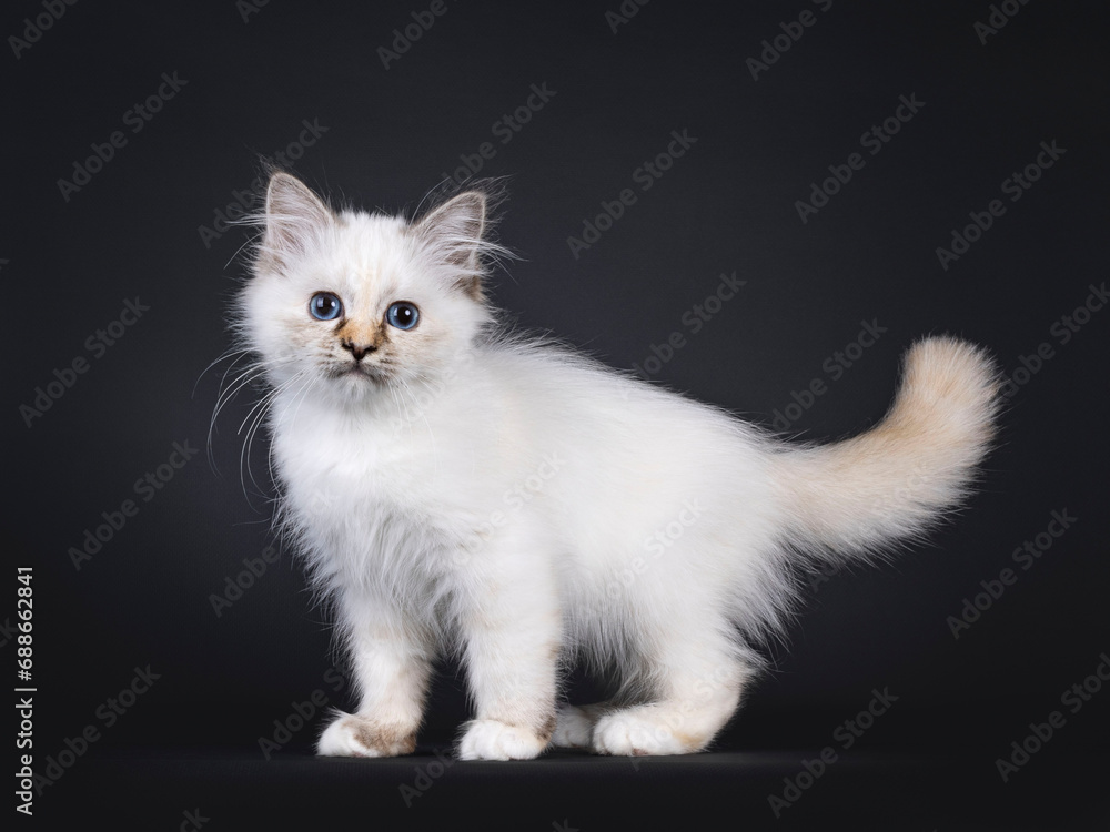 Adorable tortie Sacred Birman cat kitten, standing up side ways. Looking straight to camera with blue eyes. Isolated on a black background.