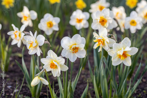 Beautiful narcissus flowers bloom in the spring garden.