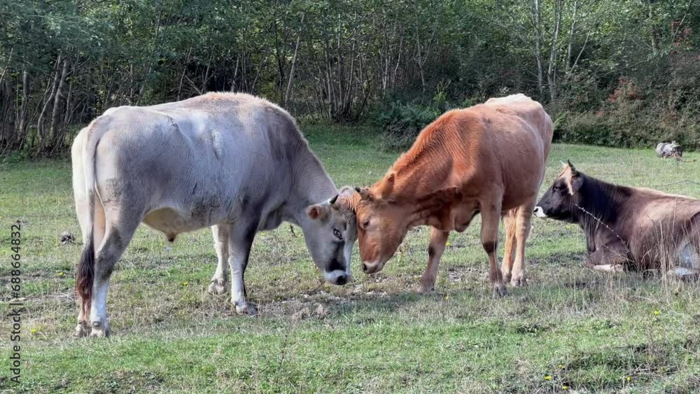Two cows head-butting in a grassy field with another cow resting in the background Two cows head-butting in a grassy field with another cow resting in the background
