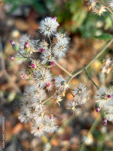Veronia polysphaera, wild flower, weeds dry flower