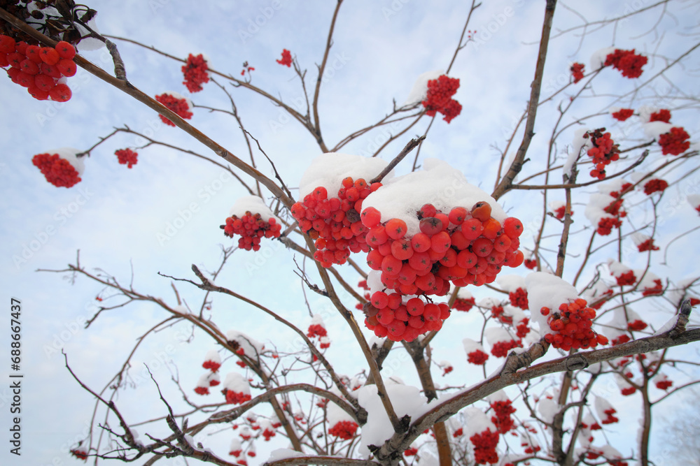 Snow covered fruits bright red mountain ash. Snow covered fruits bright red mountain ash.