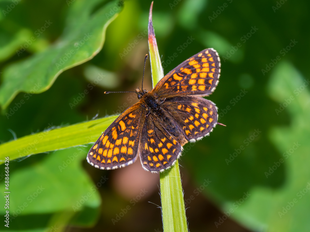 Obraz premium Heath Fritillary Resting on a Leaf