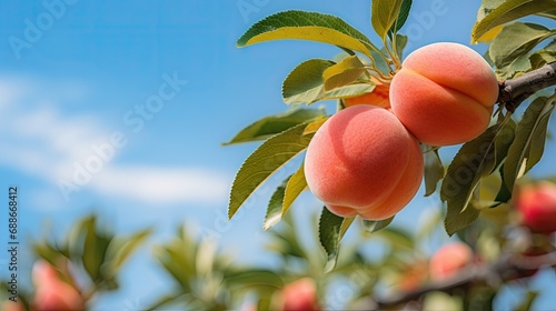 Sweet peach fruits ripening on peach tree branch