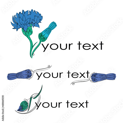 The logo with the image of a cornflower flower. Hand-drawn. A linear drawing on a transparent background.