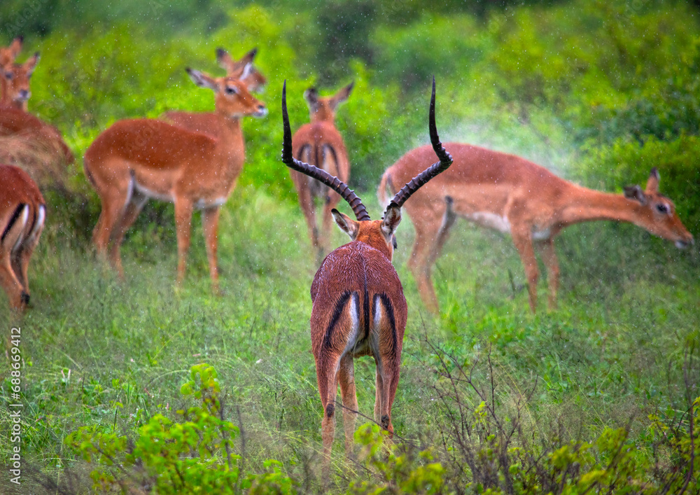 Male Impala (Aepyceros melampus) and his harem in green grass after rain, Samburu County, Samburu National Reserve, Kenya Male Impala (Aepyceros melampus) and his harem in green grass after rain, Samburu County, Samburu National Reserve, Kenya