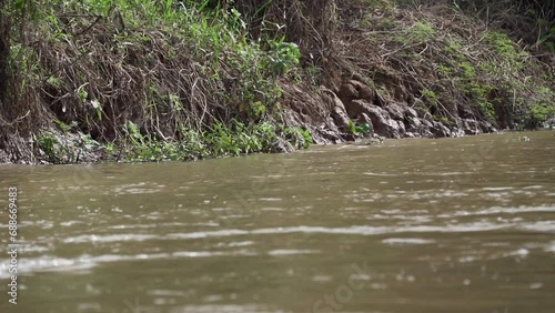 Jaguar, Panthera onca, a big solitary cat native to the Americas, swimming through a murky river of the Pantanl, the biggest swamp area of the world, near the Transpantaneira in Porto Jofre in Brazil. photo